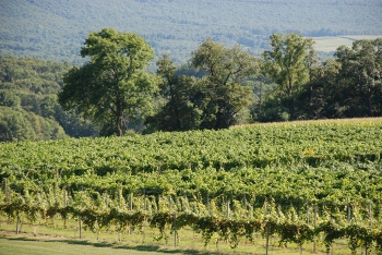 Chambourcin being joined by vinifera in Lehigh Valley